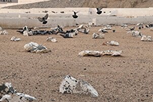 हज़रत ज़हरा (PBUH) की शहादत की सालगिरह पर अबू तालिब कब्रिस्तान